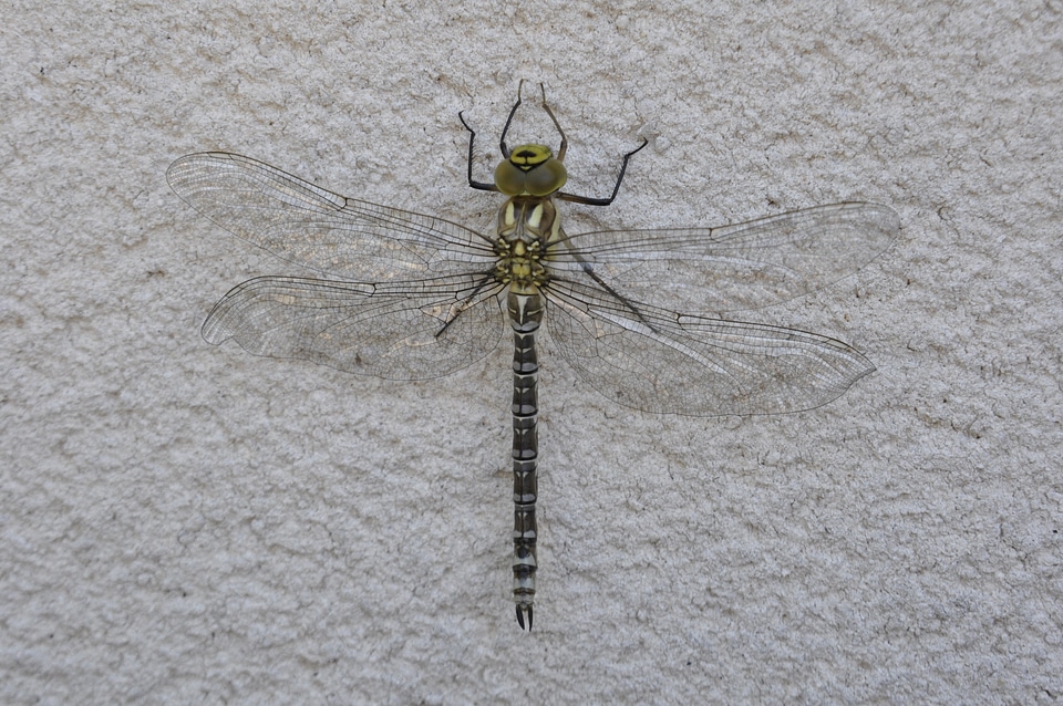 Nature insect summer