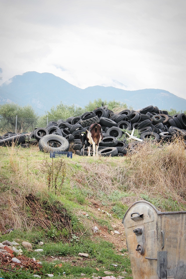 Cow Between Pneu
