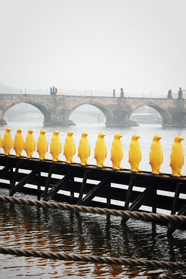 Penguins in Prague
