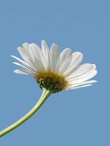 Blossom bloom plant