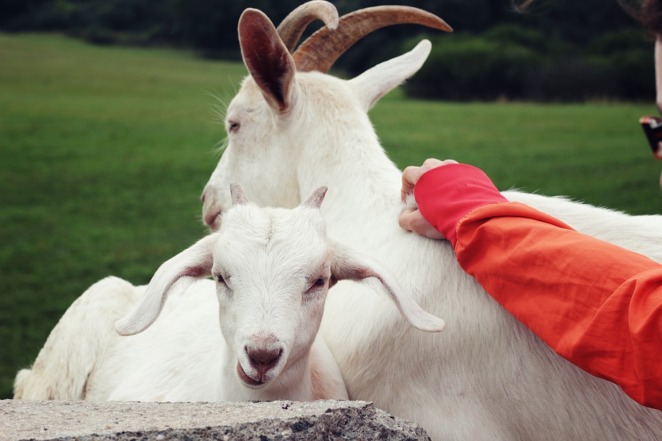 Scratching Little Goat