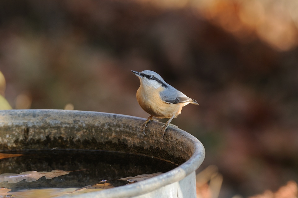 Small Bird Near Water Tank