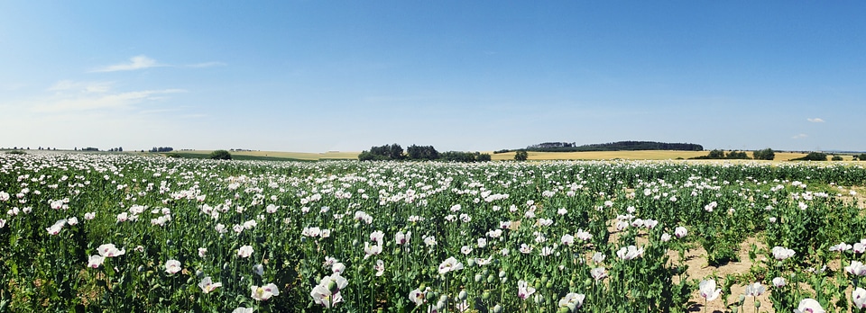 Poppy Field