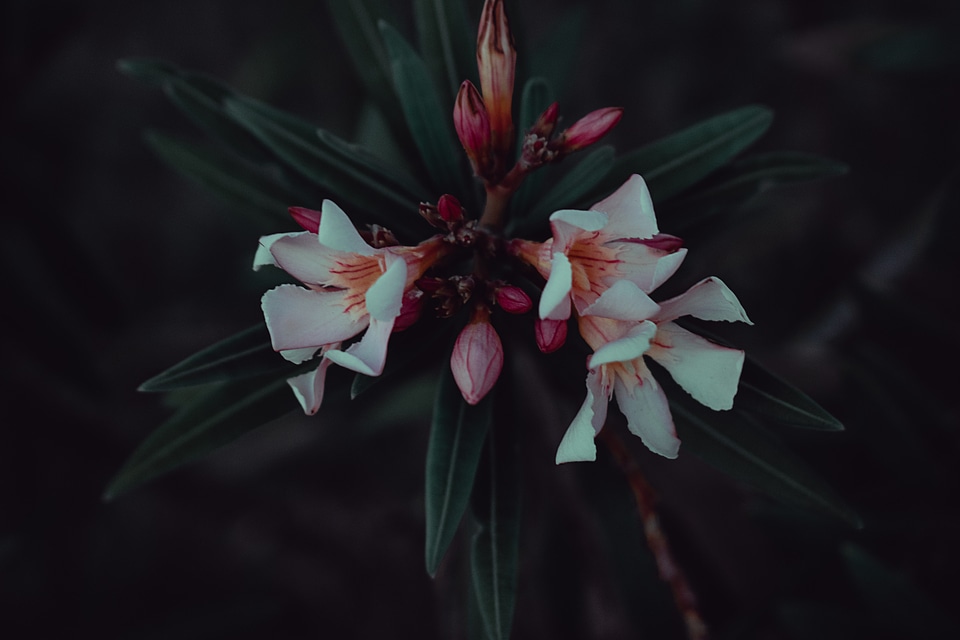 5 Black bloom blossoms