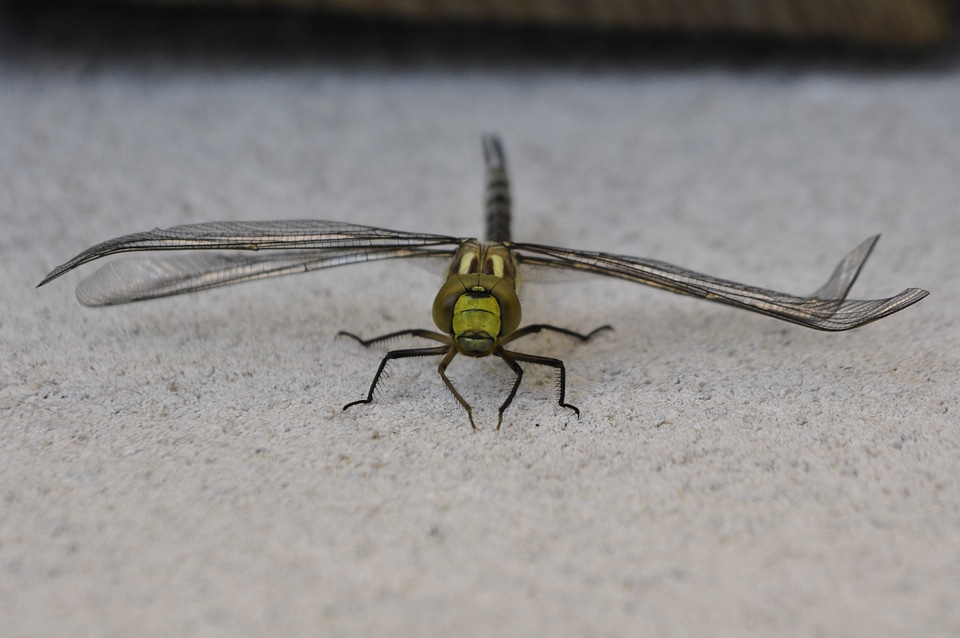 Close up insect summer