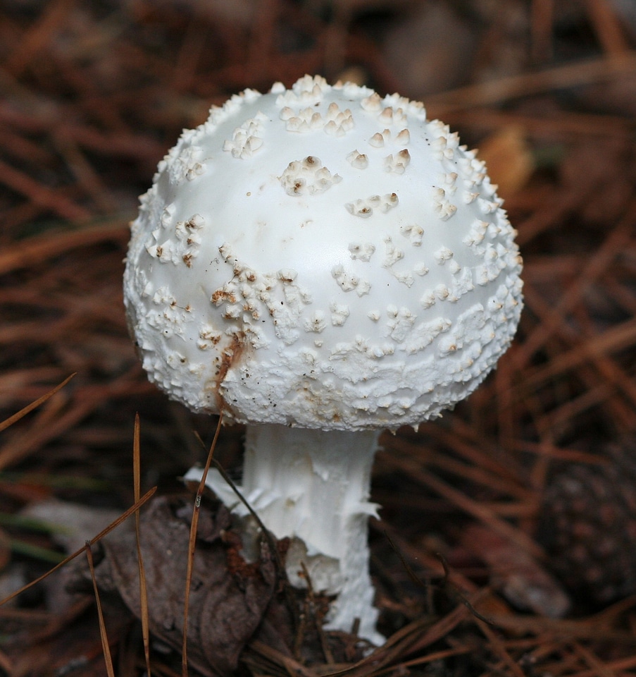 Toadstool poison toxic