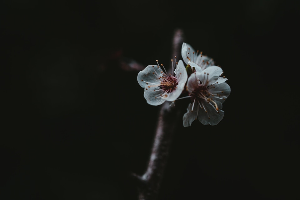 13 Black bloom blossoms