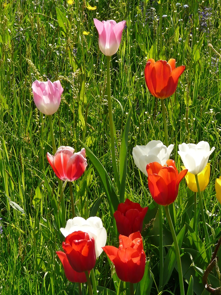 Spring light bloom