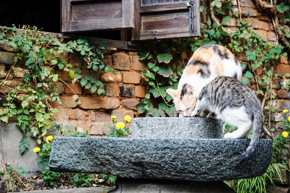 Cats playing in Wuyuan Town, Jiang Xi, China.