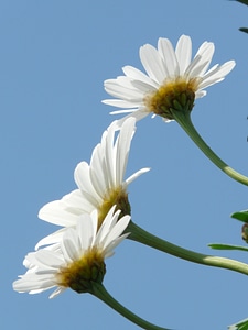 Argyranthemum frutescens dimorphotheca ecklonis flower photo