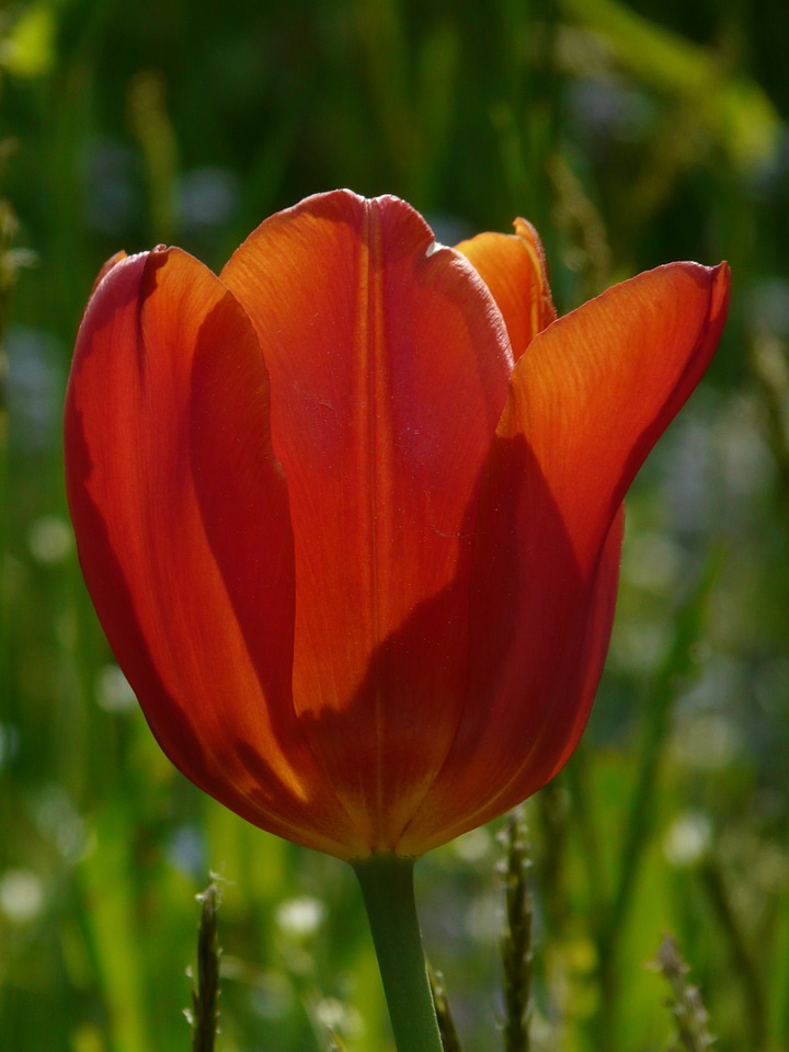 Light bloom flora photo