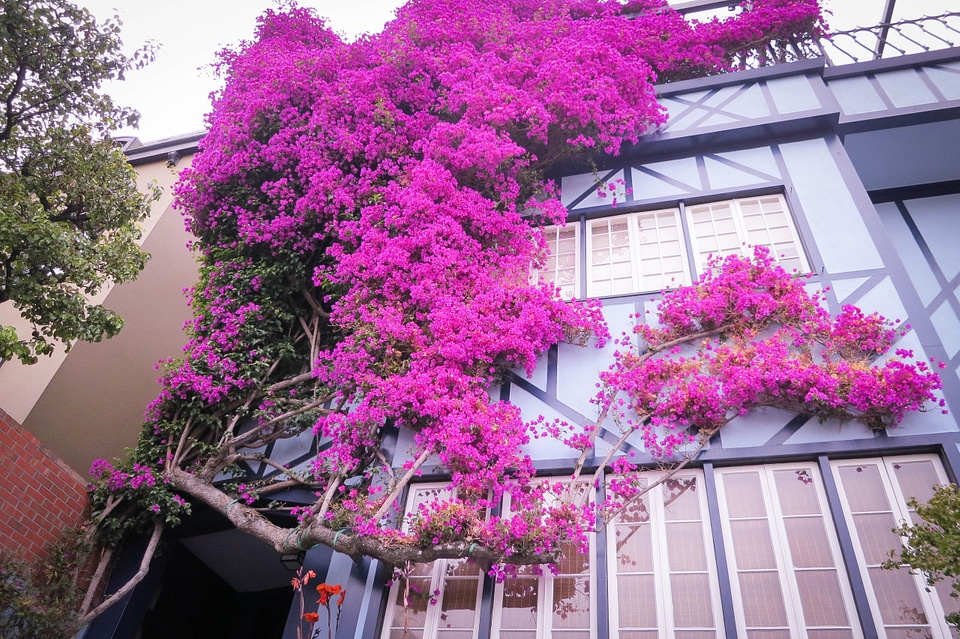Bougainvilleas on Lombard Street, San Francisco.