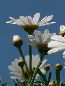 Dimorphotheca ecklonis flower ornamental plant