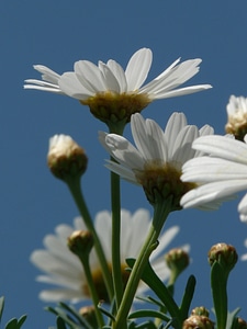 Dimorphotheca ecklonis flower ornamental plant photo