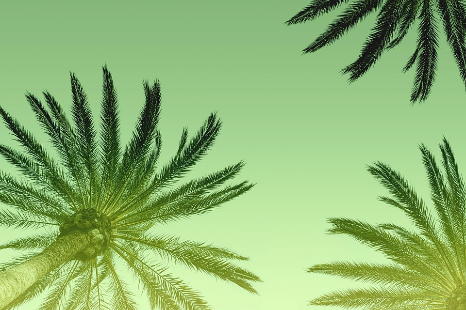 1 Beautiful Silhouette palm tree on sky