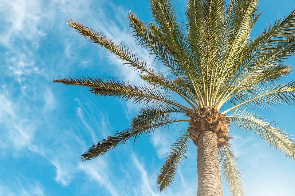 3 Beautiful Silhouette palm tree on sky photo