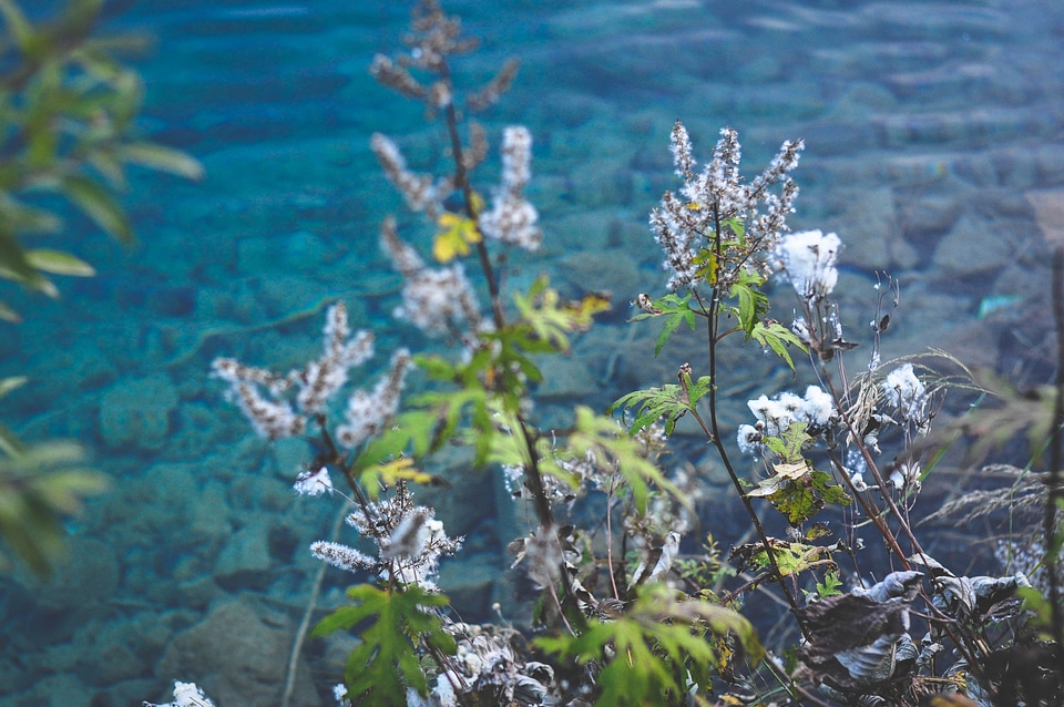 Flowers on lake at Jiuzhaigou, Sichuan, China.