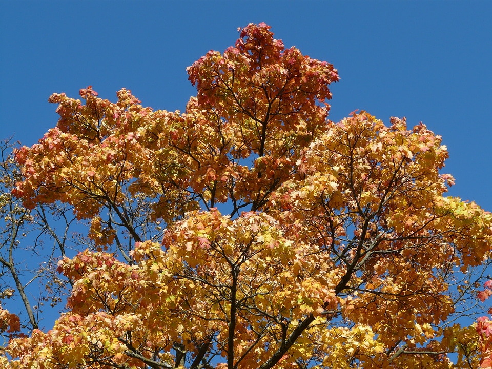 Farbenspiel autumn tree maple