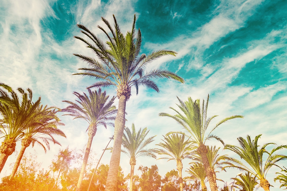 2 Row of tropic palm trees against sunset sky. photo