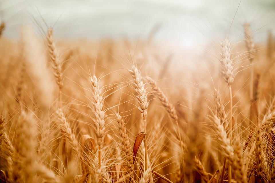 Golden wheat field and sunny day