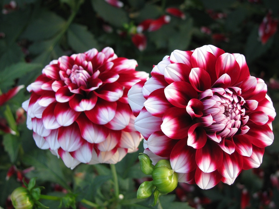 Autumn garden nature