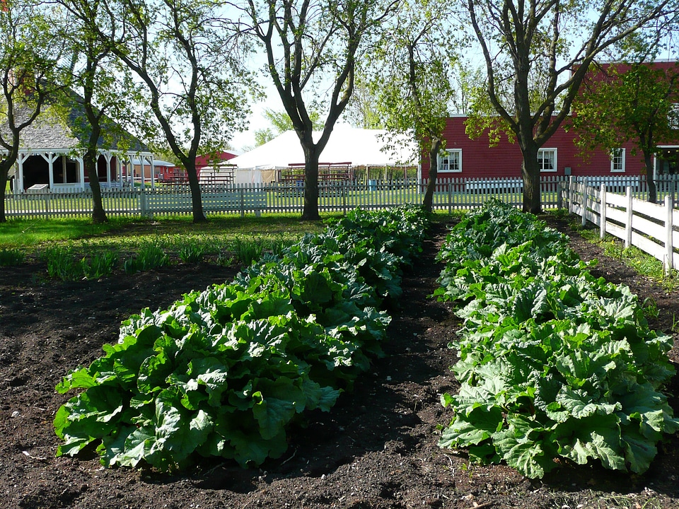 Vegetables manitoba canada