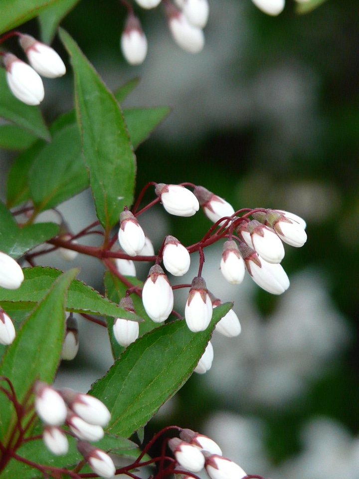 Ornamental shrub ornamental plant sternchen bush