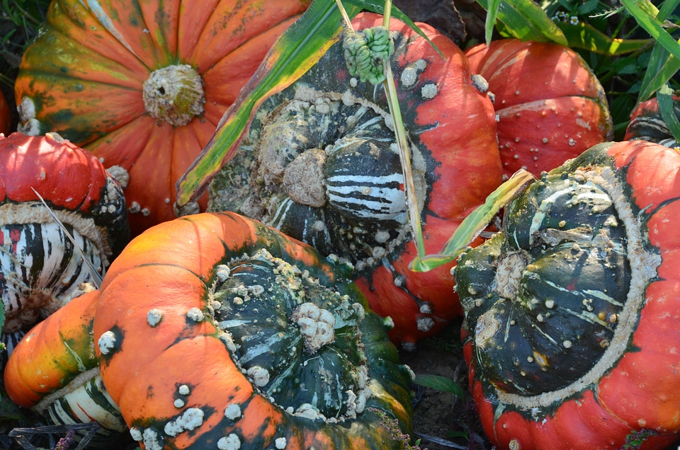 Garden eat red