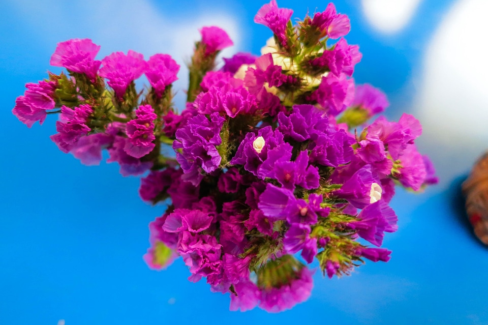 Baby’s breath, Pisac, Peru. 