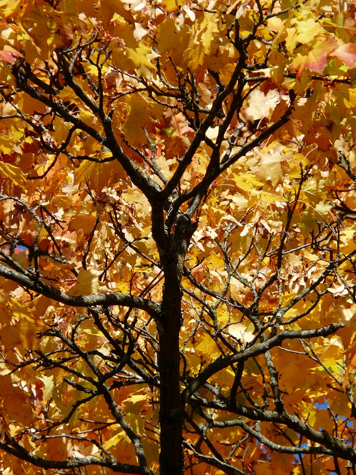 Colorful gaudy contrast