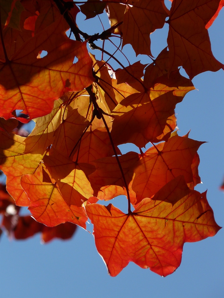 Fall foliage maple leaves red photo