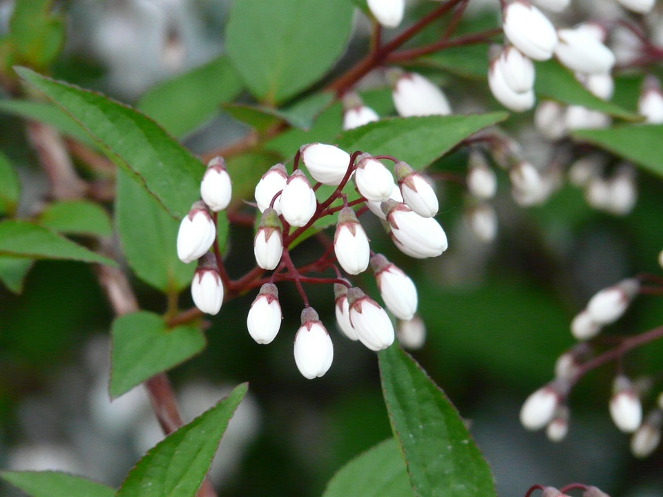 Ornamental shrub ornamental plant sternchen bush