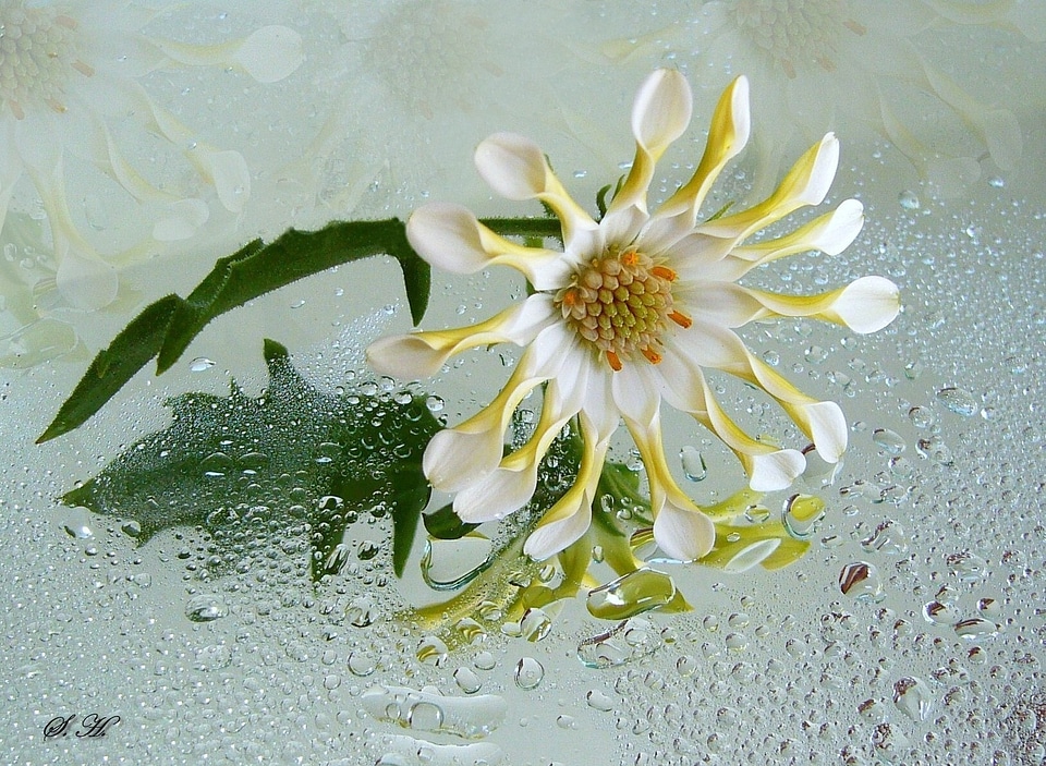 Color floral macro