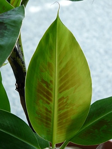 Banana shrub banana tree banana plant photo