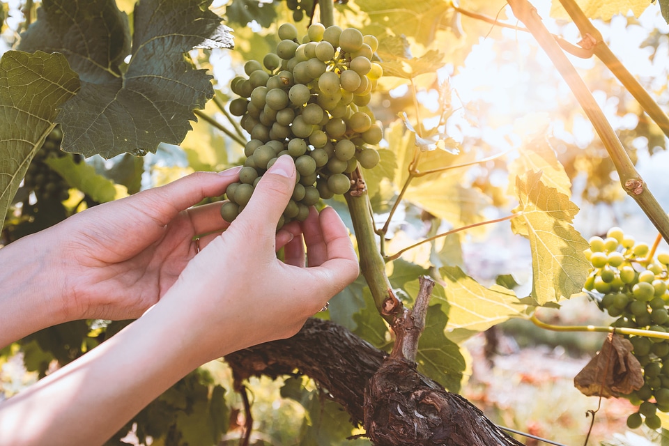 Farmer in his vineyard checking his product for wine