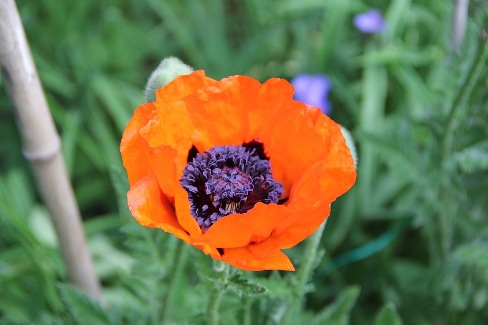 Spring flowers poppy