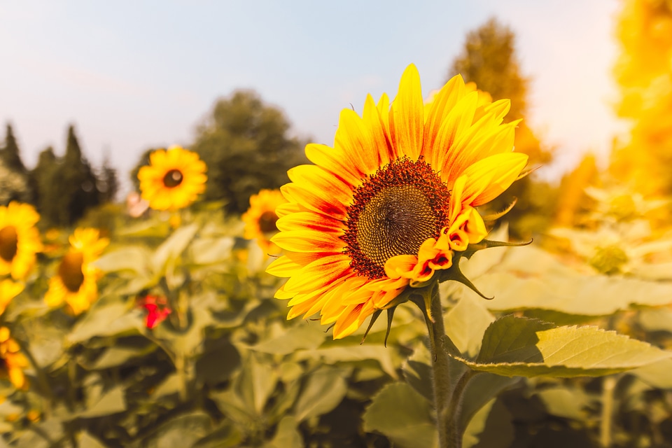 Sunflower field at sunset