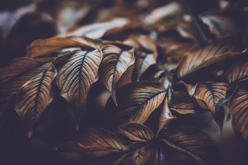 3 Autumn brown gray