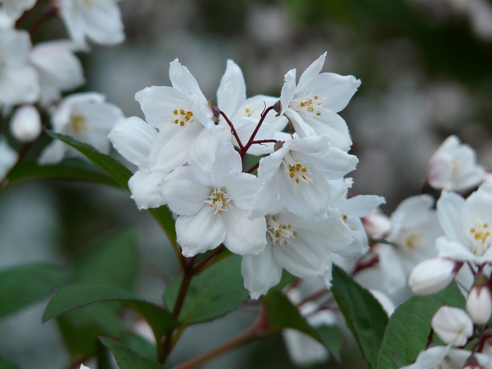 Ornamental shrub ornamental plant sternchen bush