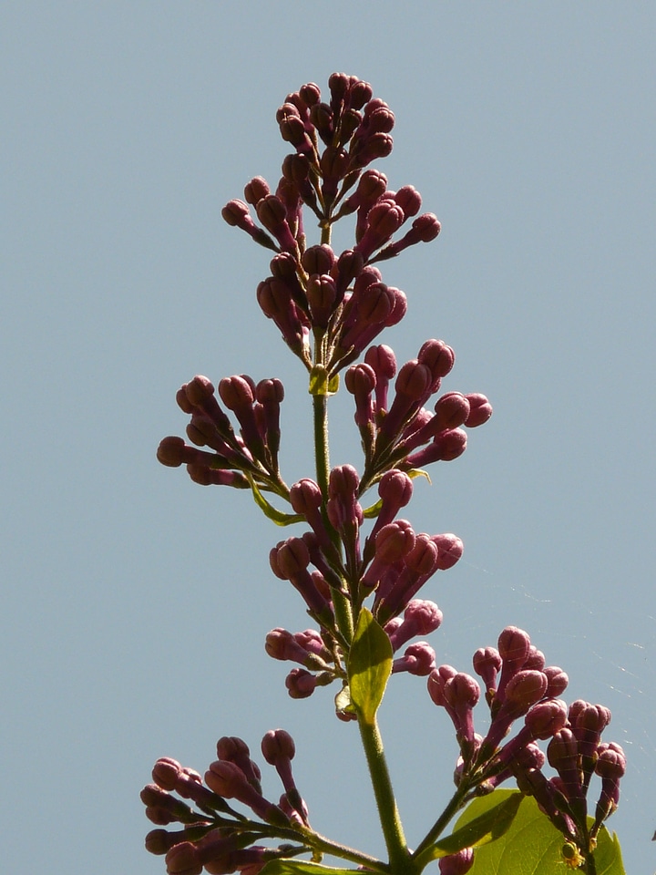 Bush plant backlighting
