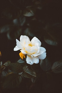 1 Black bloom flowers