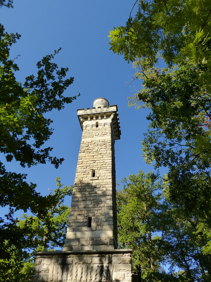 Wall forest high