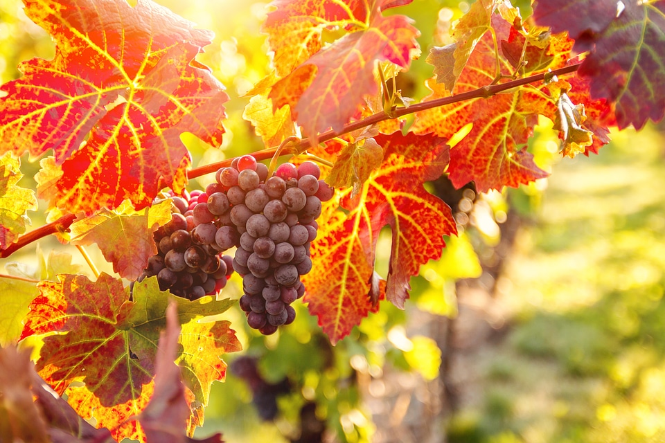 3 Vineyards at sunset in autumn harvest. Ripe grapes in fall.