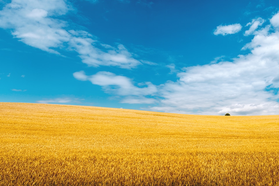 1 Golden wheat field with blue sky in background