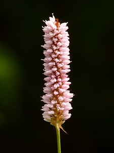 Plant pink blossom