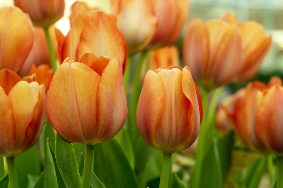 tulips in your heart
