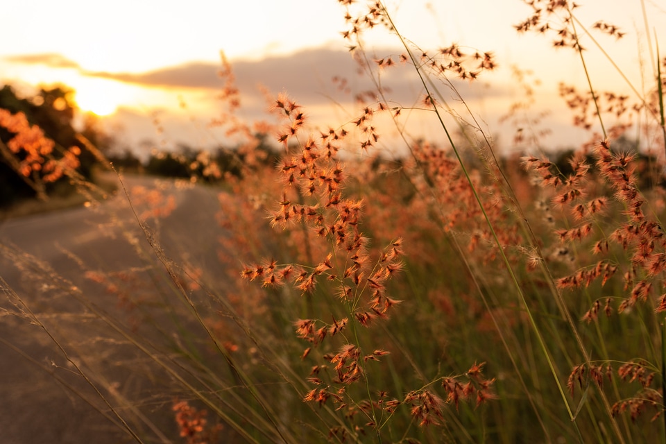 grass flower on sunset background