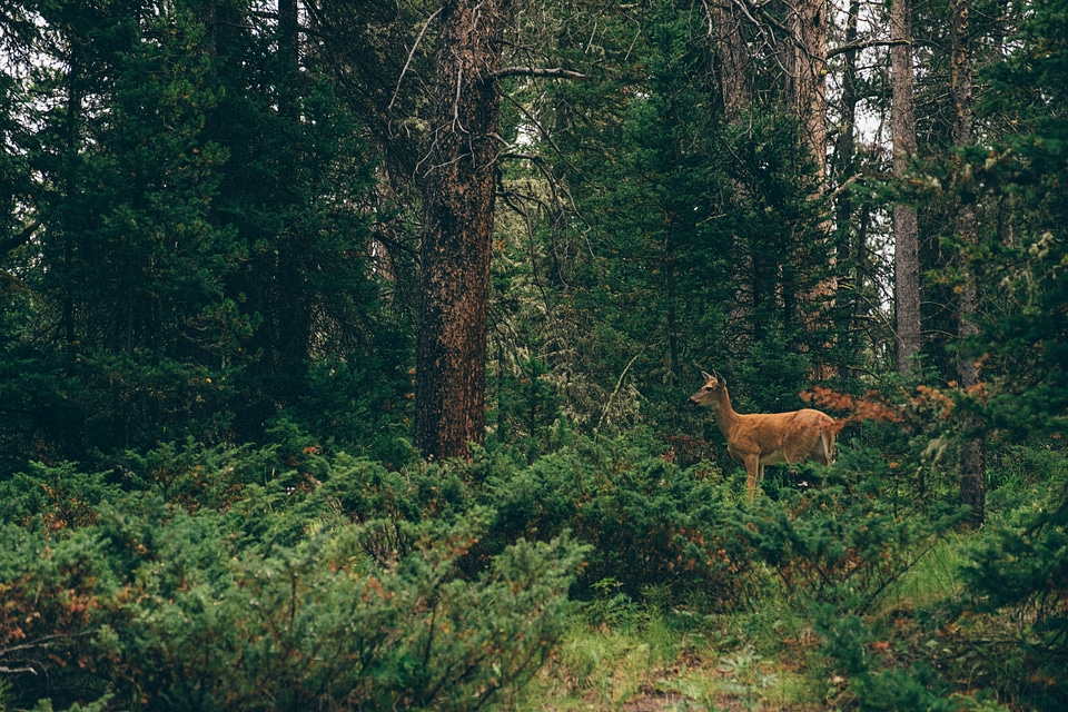 6 Montana, Outside Bozeman