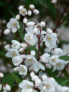 Ornamental shrub ornamental plant sternchen bush photo