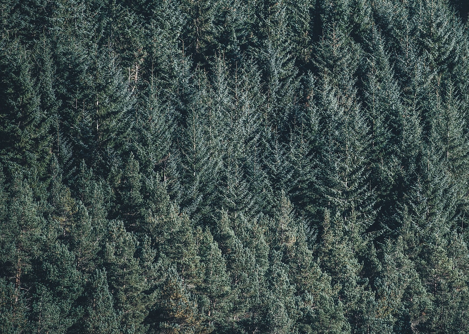 2 Forest gray green photo